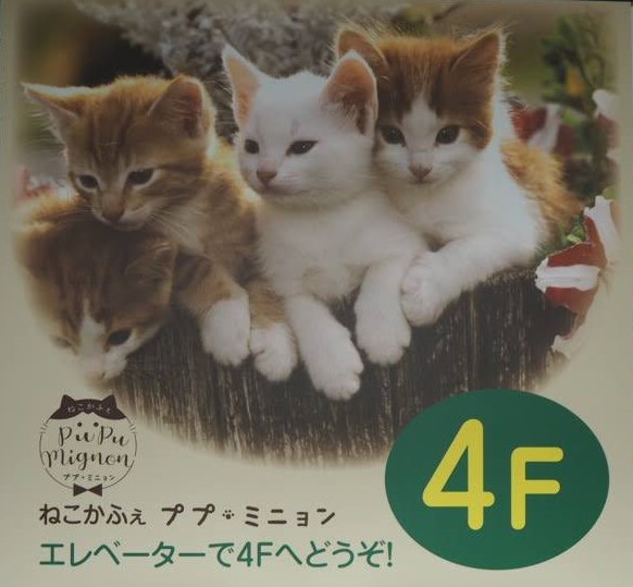 ねこかふぇ ププミニョン 横須賀商工会議所の会員さん向けの 会員優待割 ねこかふぇ ププミニョン 横須賀商工会議所の会員さん向けの 会員優待割